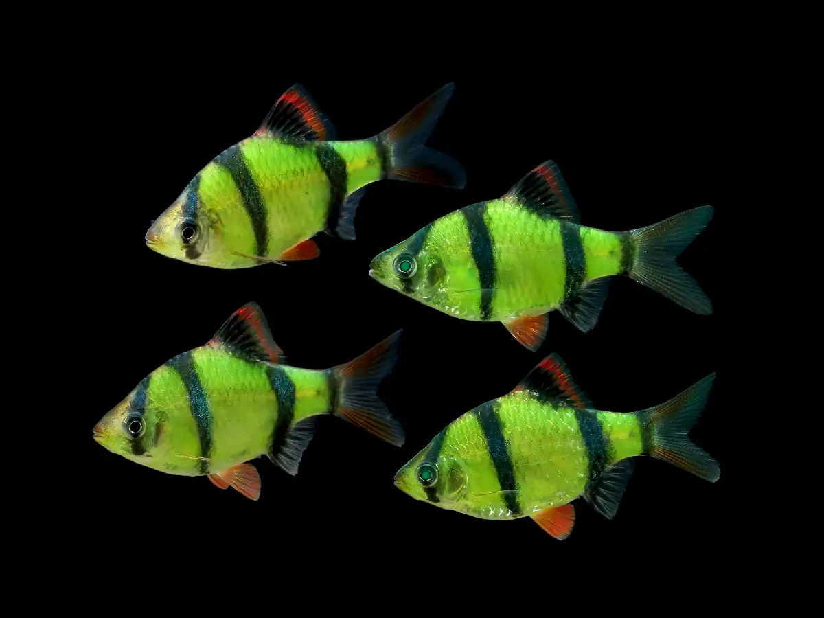 GloFish, Electric Green Barb